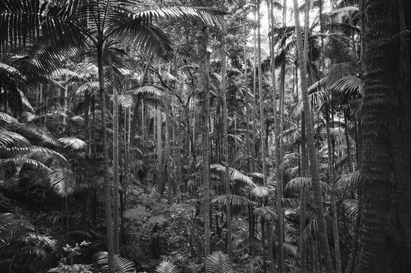 A photo of the rainforest at Mount Warning